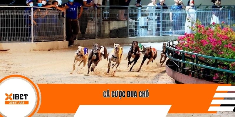 Cá cược đua chó